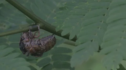 Brood X Cicada in shell. Video stock 154561818