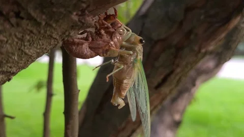 Brood X cicada sitting on tree in Michigan, close up view Stock Footage 265926126