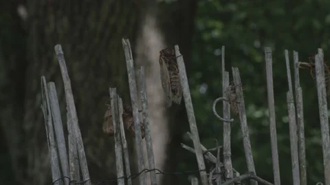 Brood X Cicada on stick Video stock 154560986