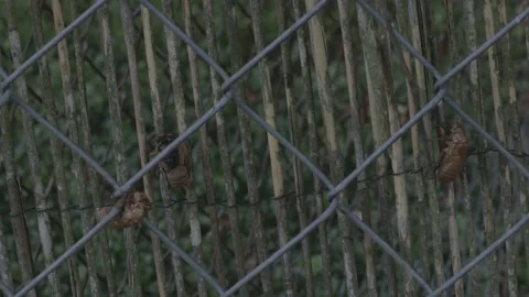 Brood X Cicadas and shells. Video stock 154560173