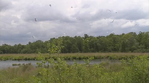 Brooding black-headed gulls colony Stock Footage 69756415