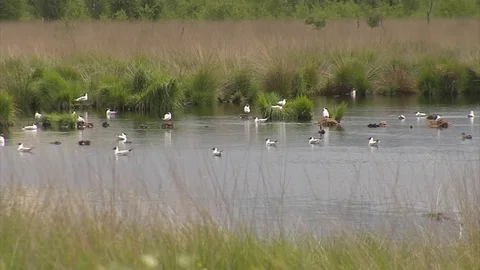 Brooding black-headed gulls colony Stock Footage 69756483