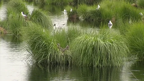 Brooding black-headed gulls with young Stock Footage 69754514