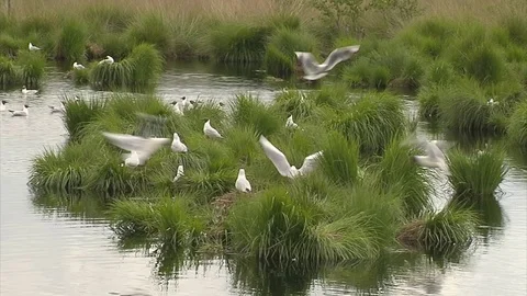 Brooding black-headed gulls with young at wetland national park Stock Footage 69754744