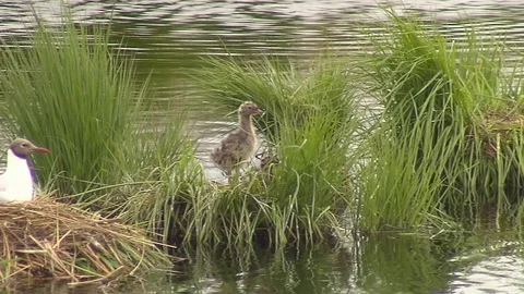 Brooding black-headed gulls with young Stock Footage 69754785
