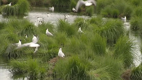 Brooding black-headed gulls with young at wetland National Park Stock Footage 69754882