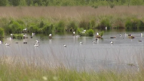 Brooding black-headed gulls with young Stock Footage 69755418