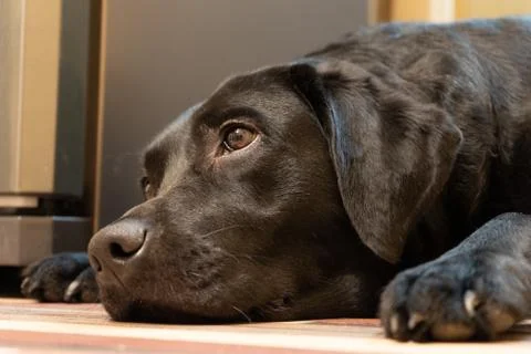 Brooding  black labrador Foto stock