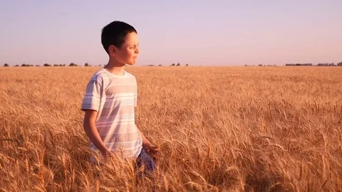 Brooding boy goes along the ripe wheatfield in Ukraine a sunny day in summer Stock Footage