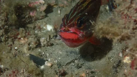 Cardinal Fish Stock Footage ~ Royalty Free Stock Videos | Pond5