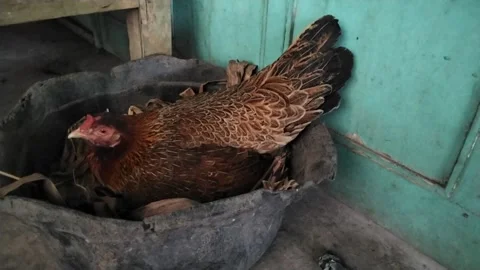 Brooding chicken 動画素材 311554294
