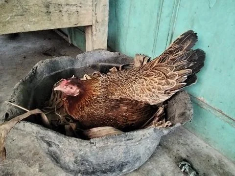 Brooding chicken Stock Photos