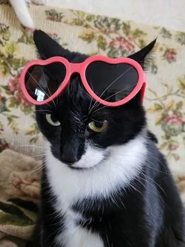 A brooding cute black cat wearing sunglasses in the shape of red hearts. perf Stock Photos