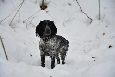 Brooding dog Stock Photos