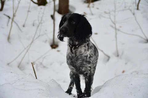 Brooding dog Stock Photos