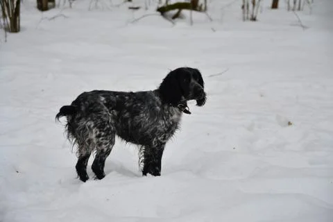 Brooding dog Stock Photos