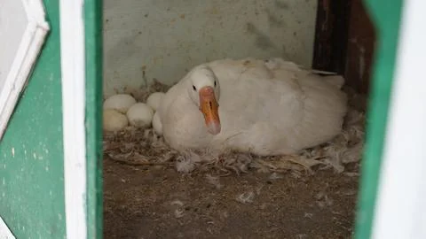 Brooding duck guarding its precious clutch of fresh white eggs Foto stock