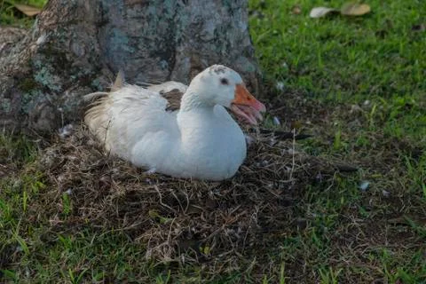 Brooding duck sitting on nest Stock Photos
