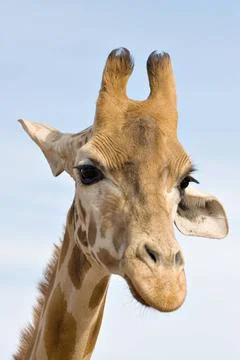 Brooding giraffe a giraffe up close looks like its brooding or concentrati... Stock Photos