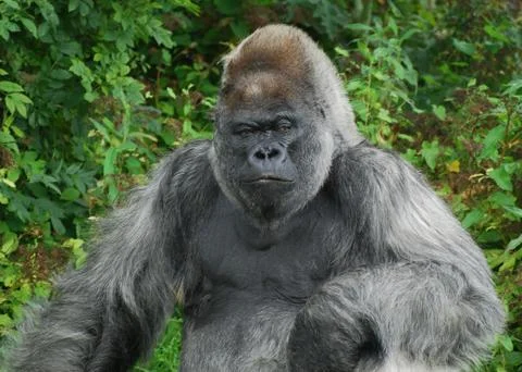 Brooding Gorilla Stock Photos