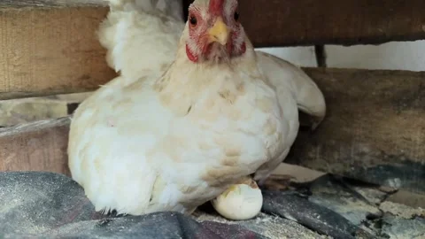 Brooding hen with cracked eggshell calling newborn chicks inside wooden coop Video stock 342275068