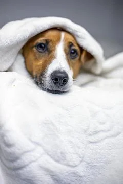 Brooding jack russell terrier hid under a white blanket on top, comfort, sh.. Stock Photos