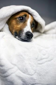 Brooding jack russell terrier hid under a white blanket on top, comfort, sh.. Stock Photos