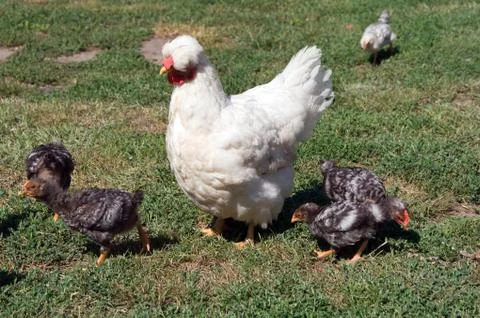 The brooding leads the chicks in the yard Stock Photos