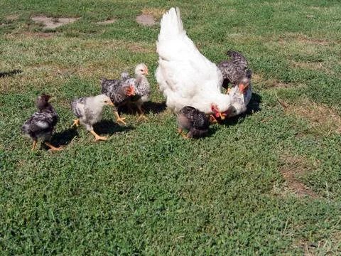 The brooding leads the chicks in the yard Stock Photos