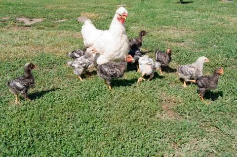 The brooding leads the chicks in the yard Stock Photos