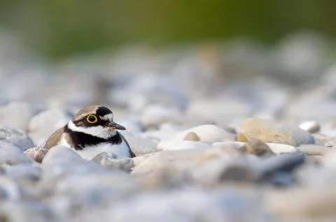 Brooding Little ringed plover Charadrius dubius on gravel bank Bavaria Germany Fotos de archivo