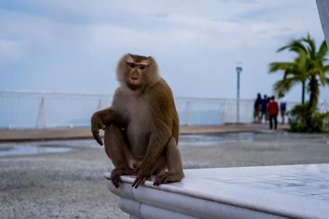 The brooding monkey sits on the marble steps Stock Photos