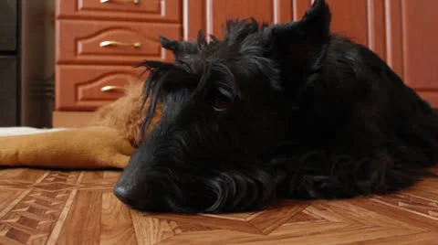Brooding Scottish terrier Stock Footage 23691389