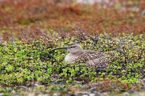 Brooding whimbrel (numenius phaeopus), treeless tundra in the north of norway Stock Photos