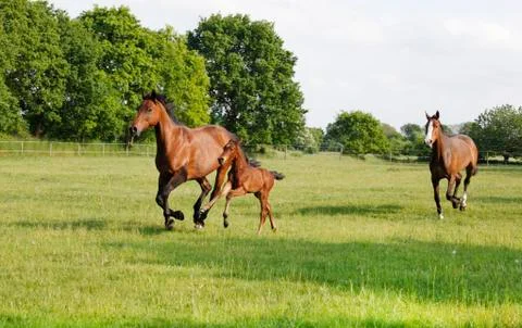 Broodmare gallops with foal Stock Photos