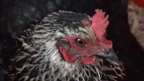 Broody chicken Stock Footage