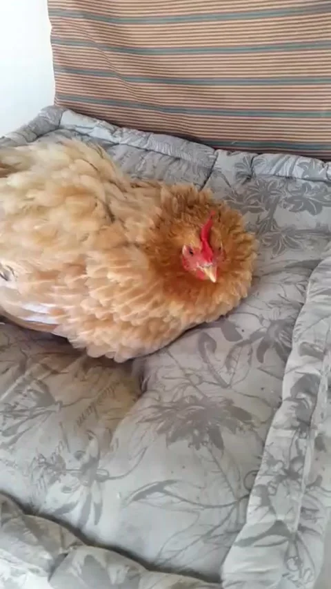 Broody hen Stock Footage 137525124