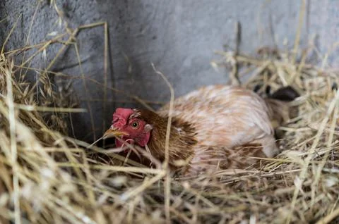 Broody hens Stock Photos