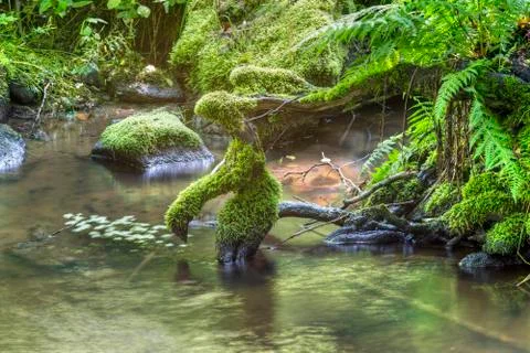 Brook and roots Stock Photos