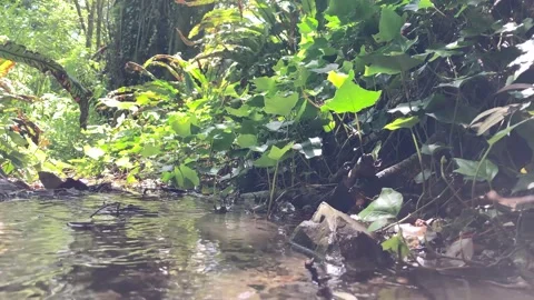 Brook babbling and glimmering in the summer sun, green vegetation, with audio Stock Footage 166031701
