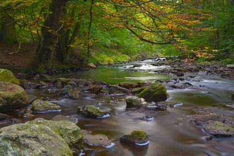 A brook below colorful trees in the High Fens (Hohes Venn, Hautes Fagnes) in  Stock Photos