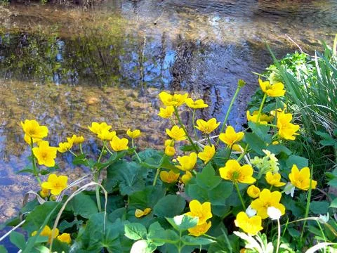 Brook with buttercups Stock Photos