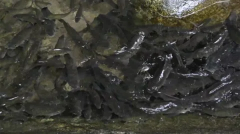 Brook Carps in the stream of the waterfall Stock Footage 27795608