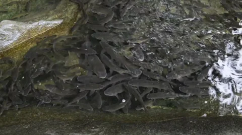 Brook Carps in the stream of the waterfall Stock Footage 27795667