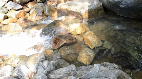 Brook Carps in the stream of the waterfall Stock Footage 35885968