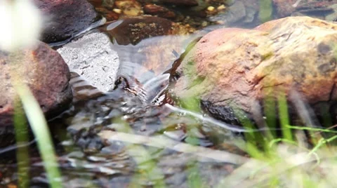 Brook Closeup 01 Stock-Footage 8565695