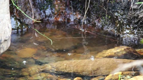 Brook Closeup 02 Video stock 8565697