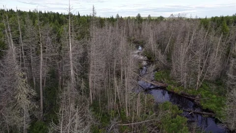 Brook with dead trees 6-21-26 Video stock 345450898