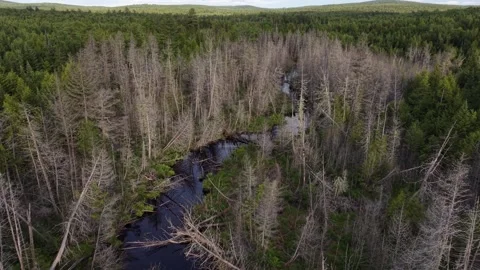 Brook with dead trees high up 6-21-26 Stock Footage 337856599