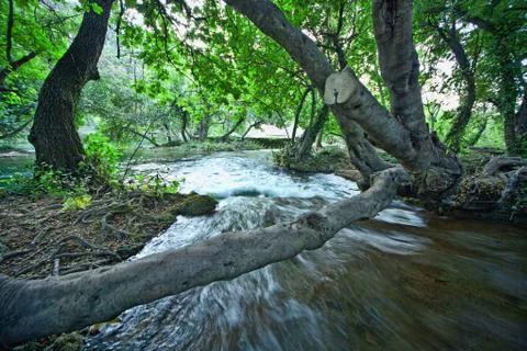 Brook in deep forest Stock Photos